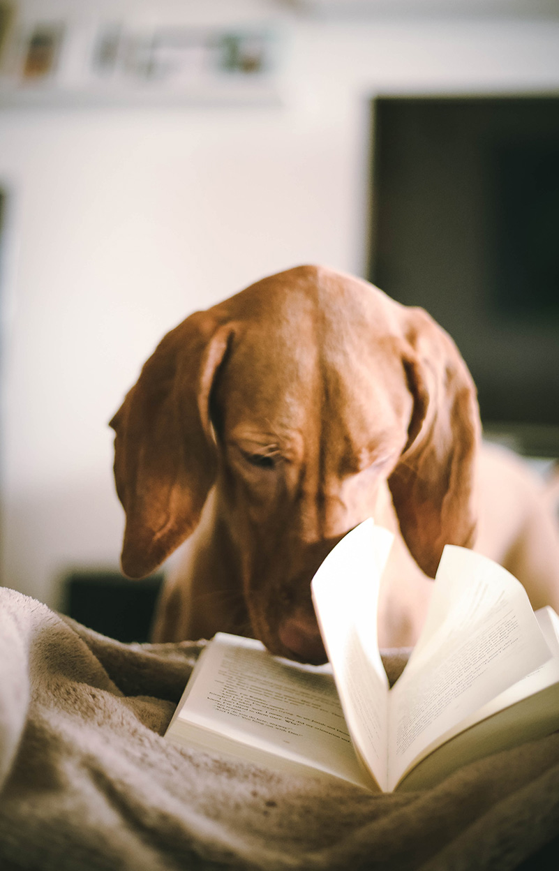 Dog Reading