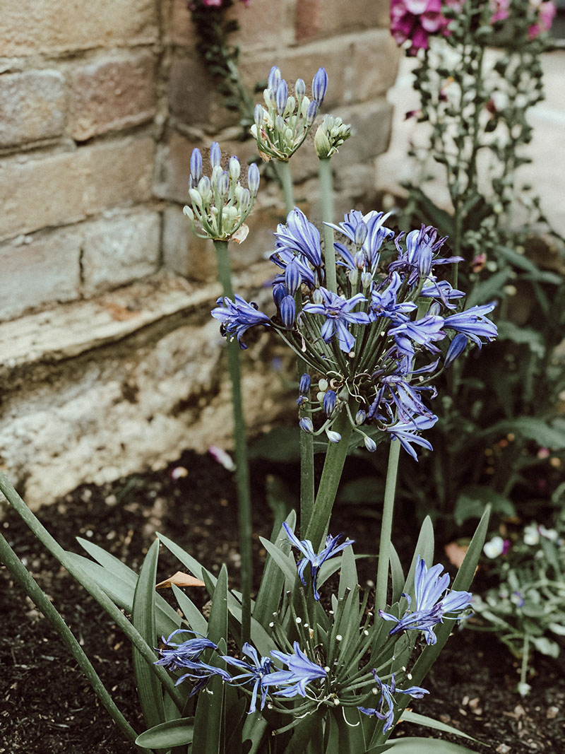 A newly planted agapanthus 
